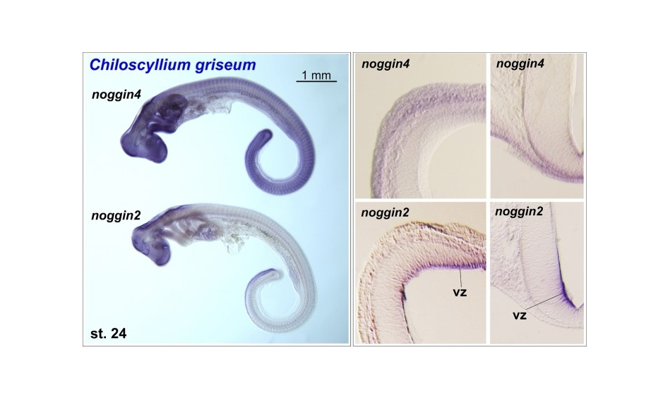 Утрата классического эмбрионального индуктора noggin1 у хрящевых рыб может быть связана с особенностями формирования их уникального скелета