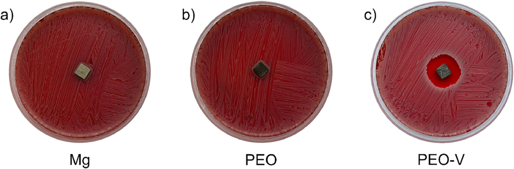 Результаты антибактериального теста. Изображения чашек Петри с культурой золотистого стафилококка, инкубированной в присутствии различных типов образцов: без покрытия (Mg, а), с покрытиями без (PEO, b) и с (PEO-V, c) внедрённым ванкомицином
