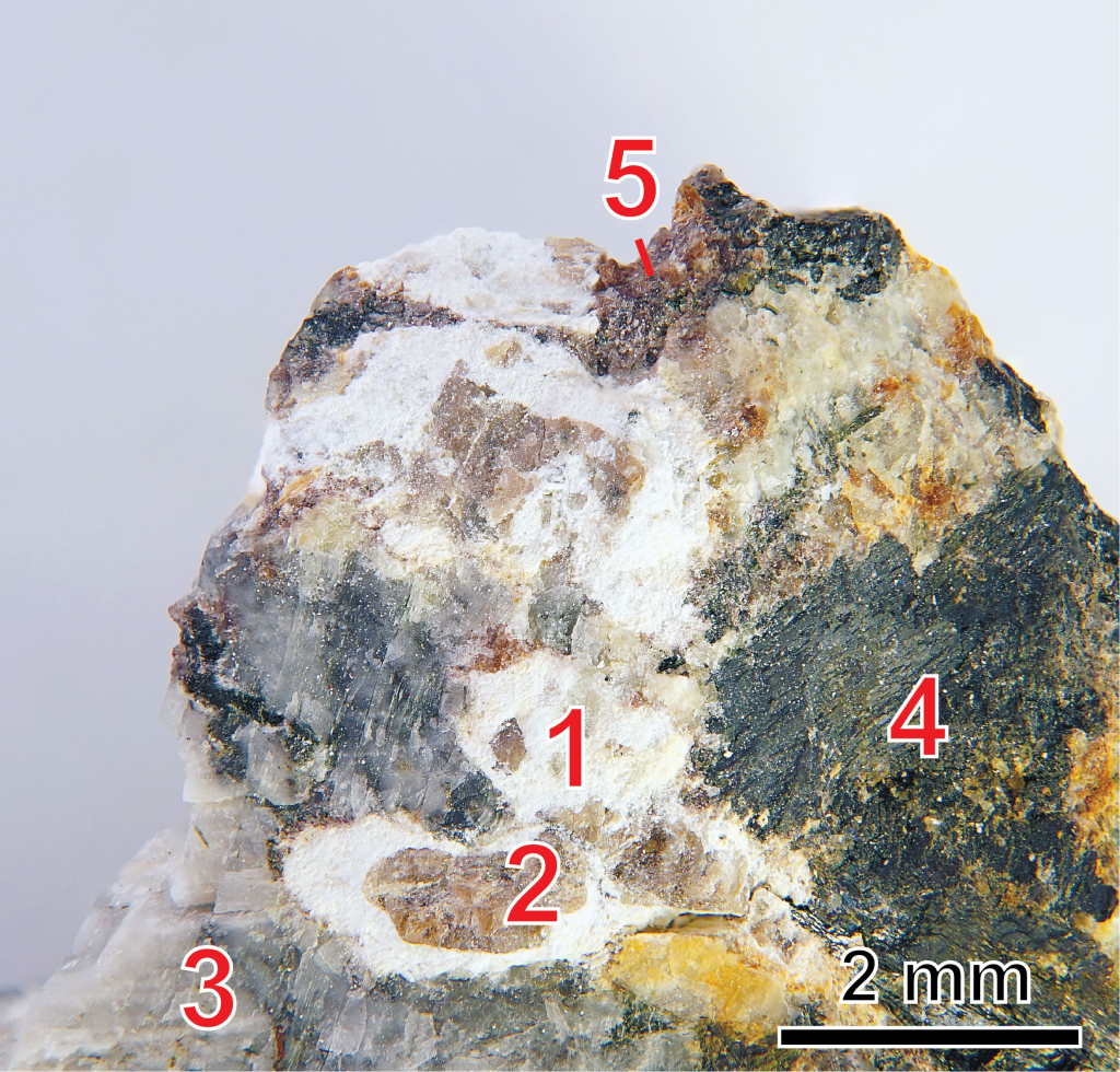 Белые порошкообразные агрегаты бруновскита (1), образующие каймы вокруг паракелдышита (2) с альбитом (3), с энигматитом (4), и реликтами эвдиалита (5), в эвдиалит-эгирин-микроклиновом пегматите в фойе горы Тахтарвумчорр