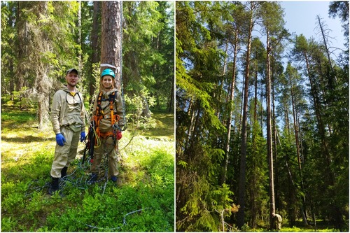 Для получения побега с кроны доктор биологических наук Наталия Галибина поднимается на высоту до 25 метров. На фото справа – работы на высоте.