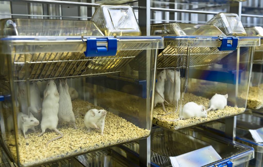 В ИЦиГ СО РАН исследуют генетические механизмы повышения давления на крысах с гипертонией