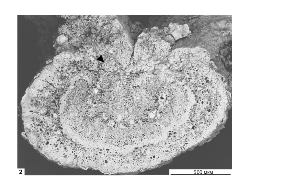 Рентгеновская томография помогла понять строение листа древнего растения