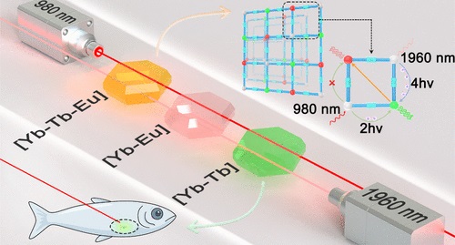  «Светящиеся кристаллы» впервые позволяют видеть внутренние процессы живых организмах