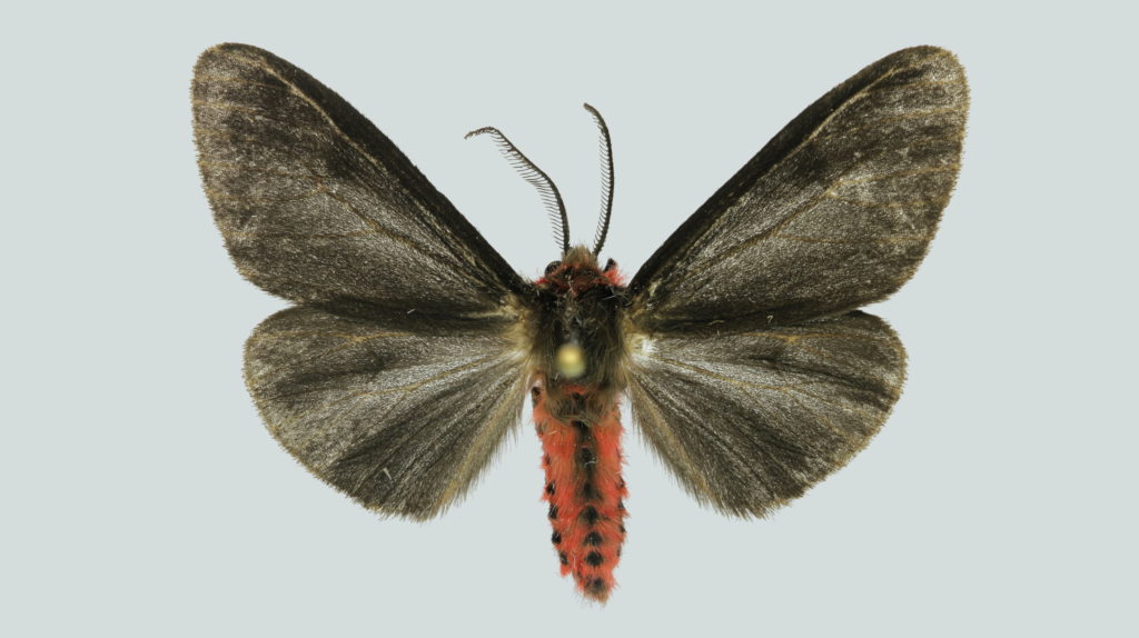 Lemyra infernalis