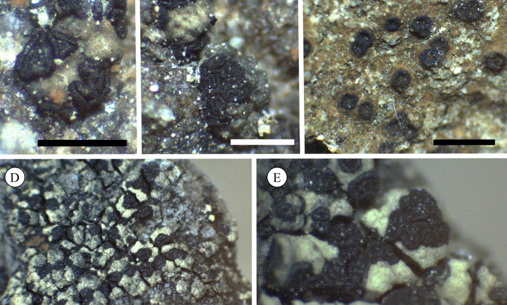 Неожиданные находки в «горячей точке» арктического архипелага