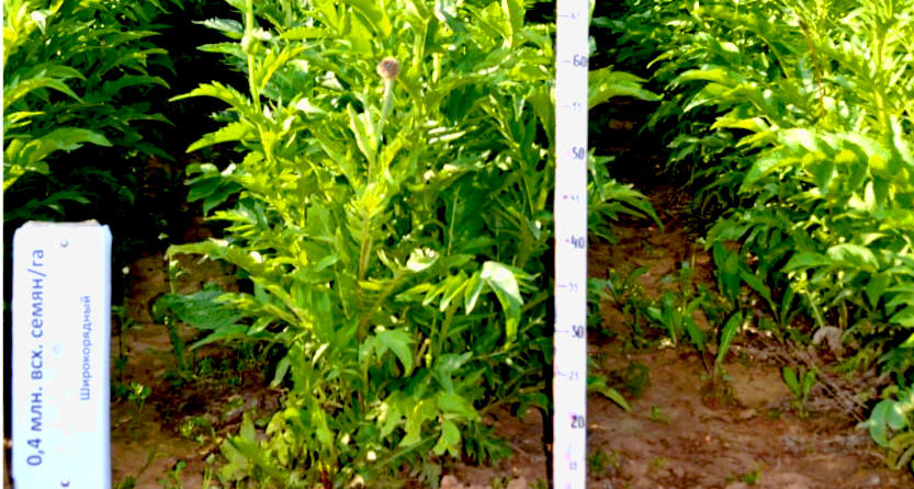 Уникальное растение использовано для производства мармелада без красителей и консервантов