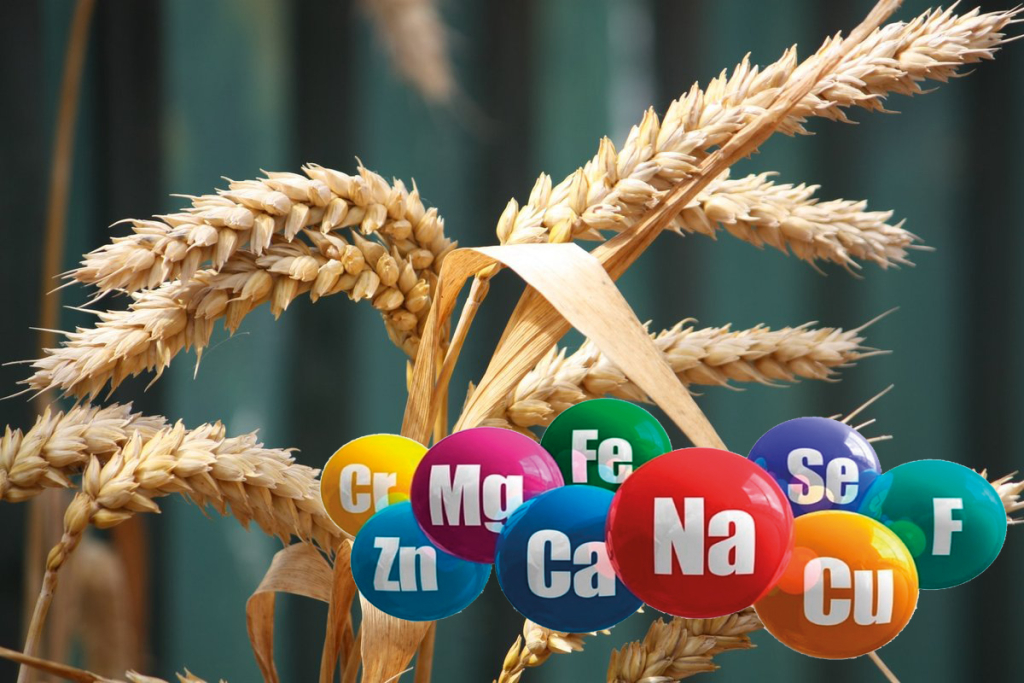 Учёные определили важные для селекции гены у российских сортов пшеницы