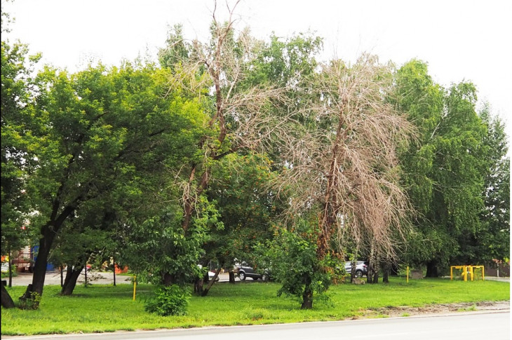 Погибшие ясени в Барнауле