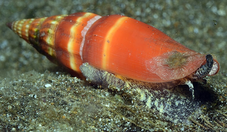 Моллюск рода Vexillum.
