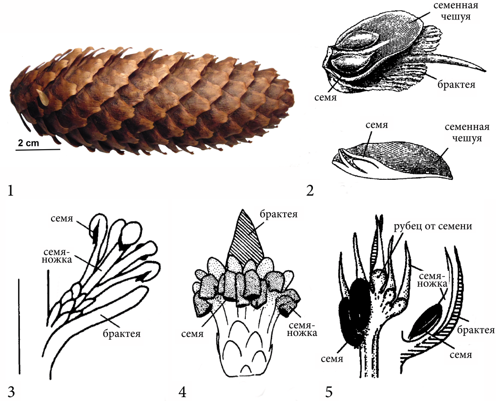 Строение женских генеративных органов современных и ископаемых хвойных: 1 — шишка современной ели, 2—5 — строение аксиллярно-брактейного комплекса: 2 — современной ели, 3 — примитивных хвойных Sashinia с нередуцированным побегом, 4 — вольциевых хвойных Kungurodendron с начавшим упрощаться побегом, 5 — вольциевых хвойных Aetophyllum с упрощённым побегом, вид сверху и вид сбоку (Ботаника. Систематика высших растений, 2009)