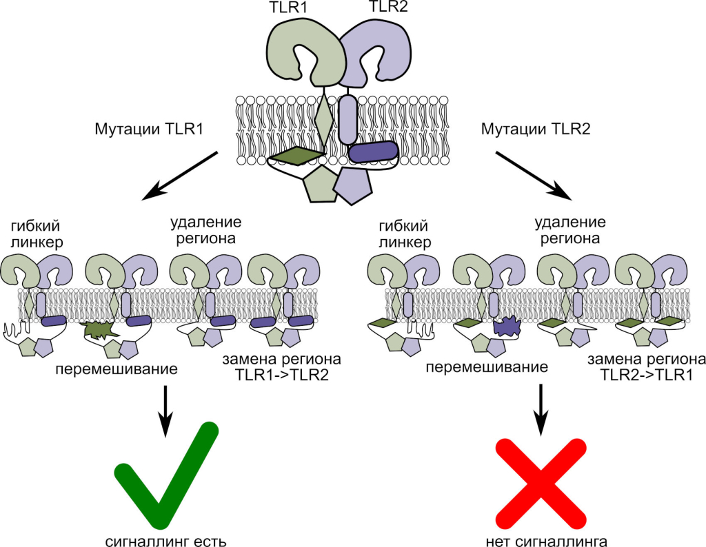 Влияние мутаций в мембранных фрагментах TLR1 и TLR2 на их сигнальные функции. Источник: Федор Корнилов.