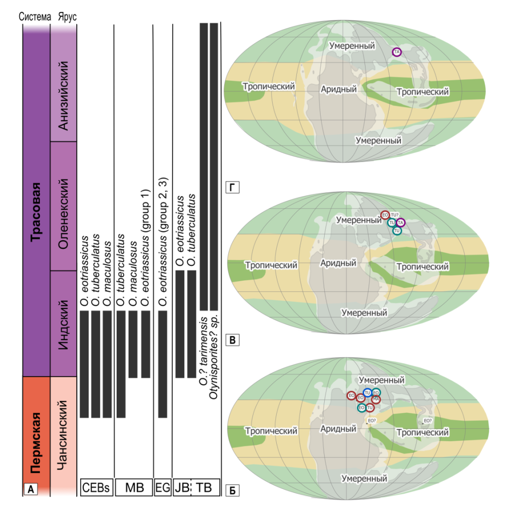 А — стратиграфическое распространение видов Otynisporites в осадочных бассейнах: Центрально–Европейская система бассейнов (CEBs), Восточно-Гренландский (EG), Московский (MB), Джунгарский (JB) и Таримский (TB); Б—Г — палеогеографическая карта с местонахождениями видов Otynisporites для позднечансингского (Б), позднеиндского–оленекского (В) и анизийского (Г) возраста