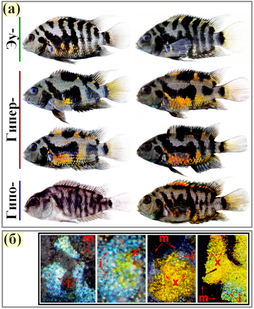 Примеры изменчивости пигментного рисунка у самок Amatitlania nigrofasciata (а), выращенных в различных гормональных режимах: эутиреоидном (Эу-), гипертиреоидном (Гипер-) и гипотиреоидном (Гипо-). (б) Пример пигментных клеток, участвующих в процессе формирования жёлто-оранжевых ксантофорных элементов на теле (иридофоры (i), меланофоры (m) и ксантофоры (x))