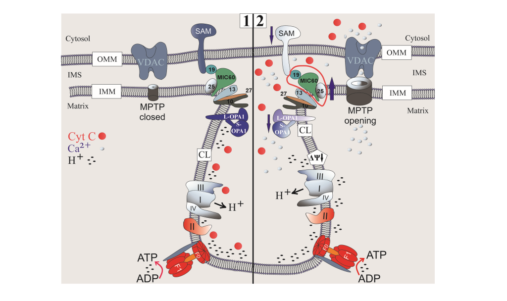 Нарушение баланса белков MICOS является одной из причин митохондриальной дисфункции при экспериментально индуцированной модели гипертиреоза