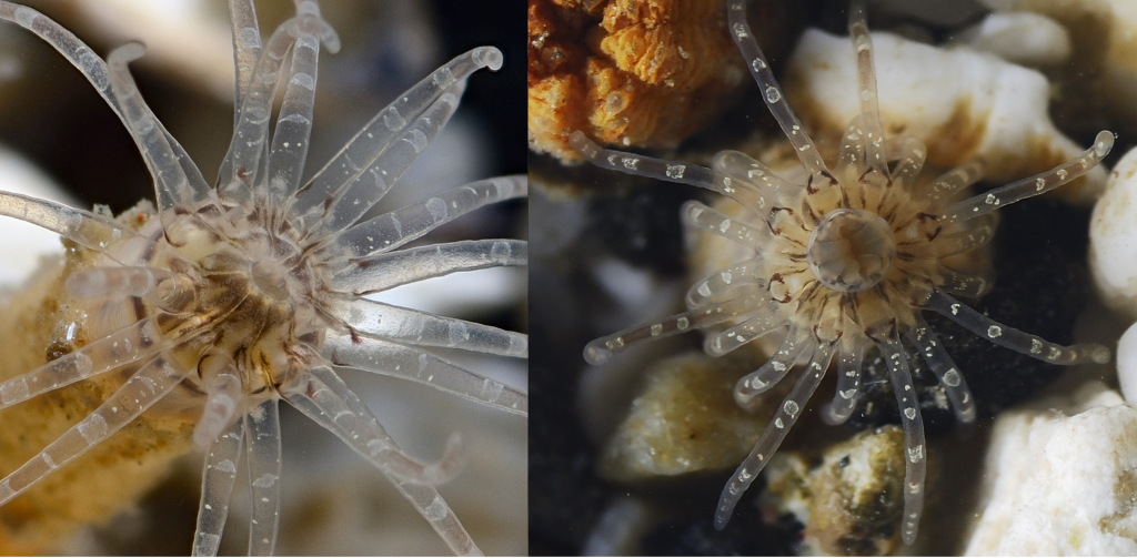  Впервые для российских вод описан представитель рода тропических роющих актиний 