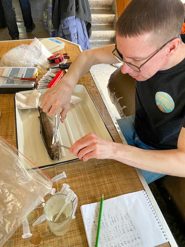 Руководитель проекта Алексей Паршуков производит отбор биологического материала – плавников радужной форели, на которых может обнаружиться паразит