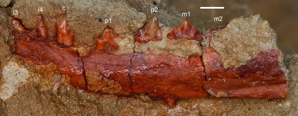 Правая нижнечелюстная кость Acinacodus tagaricus Lopatin et al., 2010; Россия, Кемеровская область — Кузбасс, Чебулинский район, местонахождение Шестаково 3; нижний мел (апт), илекская свита. Обозначены резцы (i3, i4), клык (c), премоляры (p1, p2) и моляры (m1, m2). Масштаб 1 мм