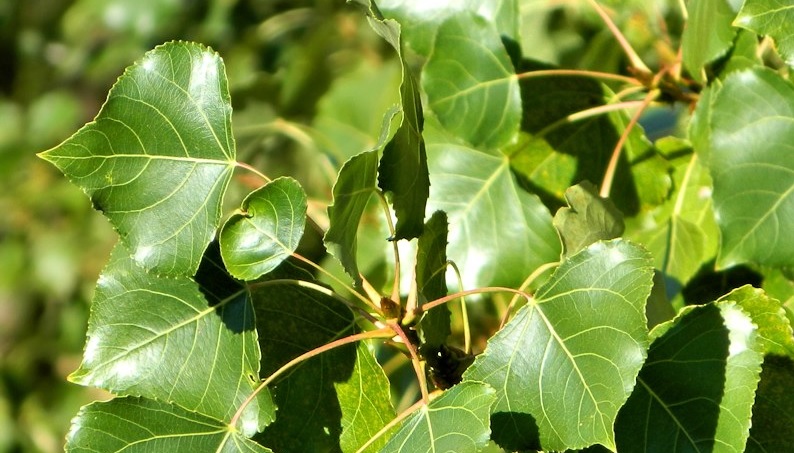  Проведён первый всесторонний анализ геномов российских тополей