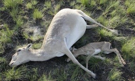Массовое вымирание антилоп-сайгаков в поле в Казахстане