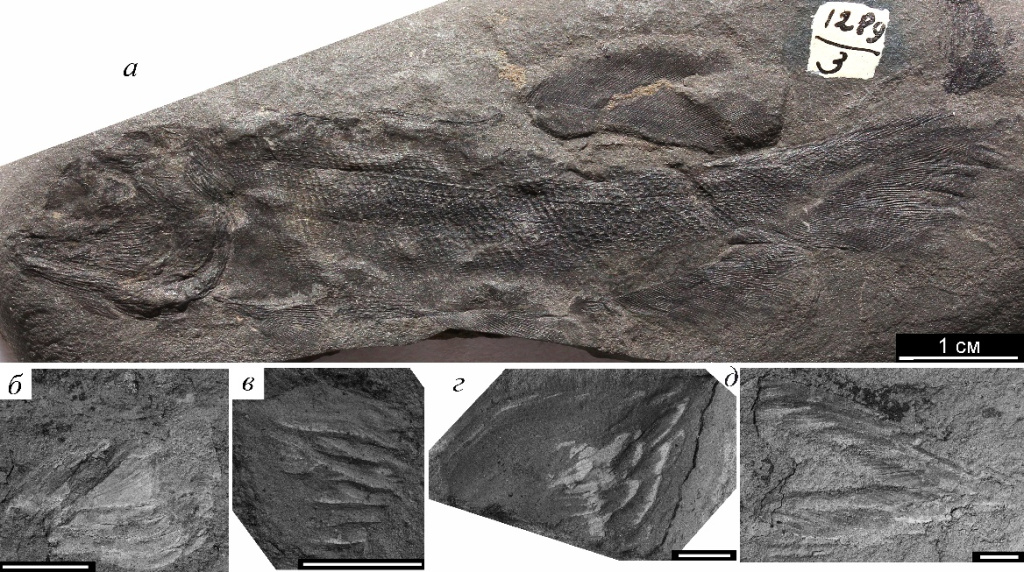 Holuropsis yavorskyi Berg, 1947: а — целый скелет; б—д — отдельные чешуи. Масштаб: a — 1 см, б—д — 0,5 мм