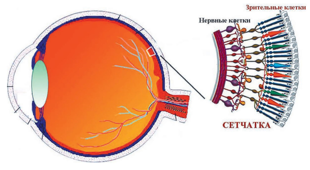 На дне глазного бокала лежит сетчатка. Она состоит из нескольких слоев клеток – зрительных (светочувствительных) и лежащих за ними нервных (несветочувствительных). «Слепая» сетчатка – это сетчатка, в которой зрительные клетки (палочки и колбочки) погибли, но при этом ее нервные клетки остаются здоровыми. Смысл оптогенетического протезирования состоит в том, чтобы сделать нервные клетки чувствительными к свету. Для этого в глаз вводится безвредный вирус, в котором «упакован» ген светочувствительного белка родопсина. Вирус целенаправленно доставляет ген родопсина в нервные клетки. В результате работы гена в них синтезируется родопсин, и нервные клетки становятся чувствительными к свету. В итоге они приобретают способность возбуждаться при попадании на них света и посылать зрительную информацию в мозг.