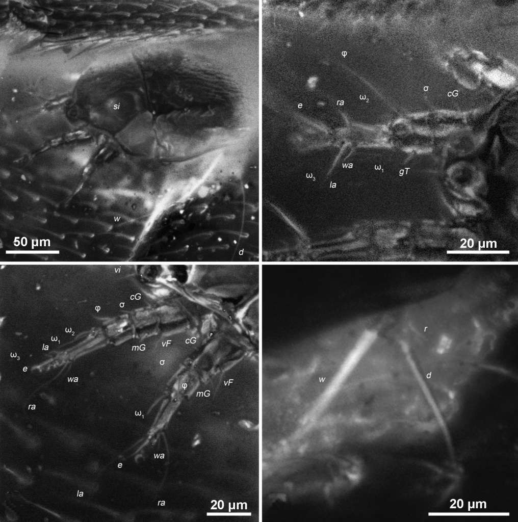 Общий вид и детали строения клеща Congovidia glesoconomorphi, конфокальная микроскопия; ровенский янтарь, эоцен
