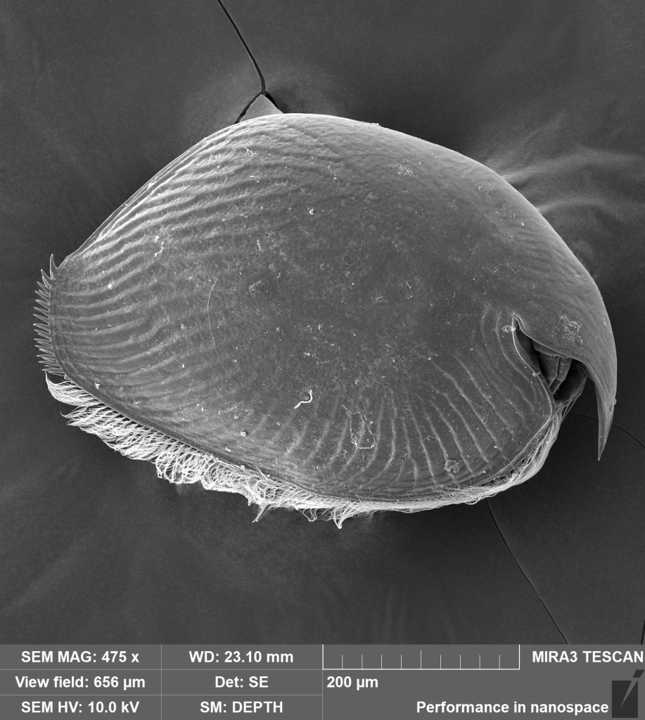 Общий вид самки Pleuroxus truncatus