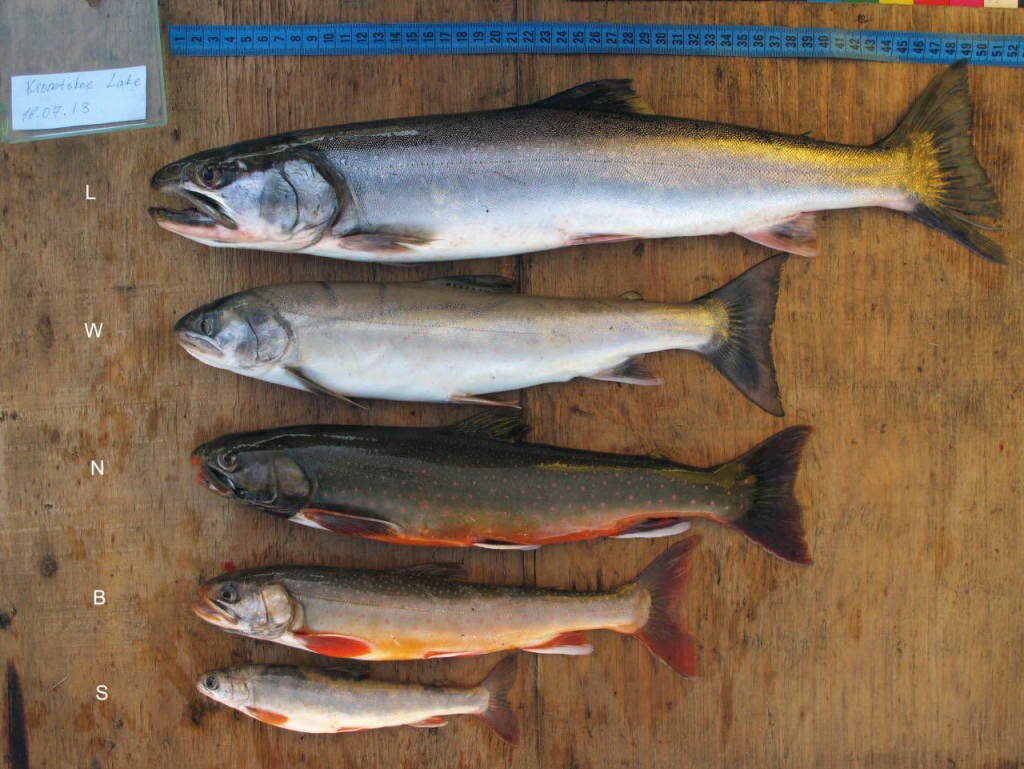 Изучены изменения молекулярно-генетических механизмов регуляции развития у эволюционирующих лососёвых рыб