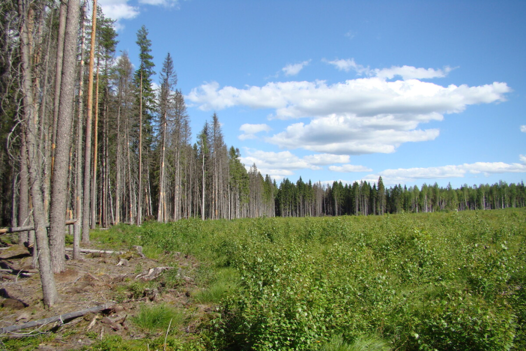 Изучены изменения растительного покрова, происходящих в экотонах — переходных зонах между вырубкой и лесом