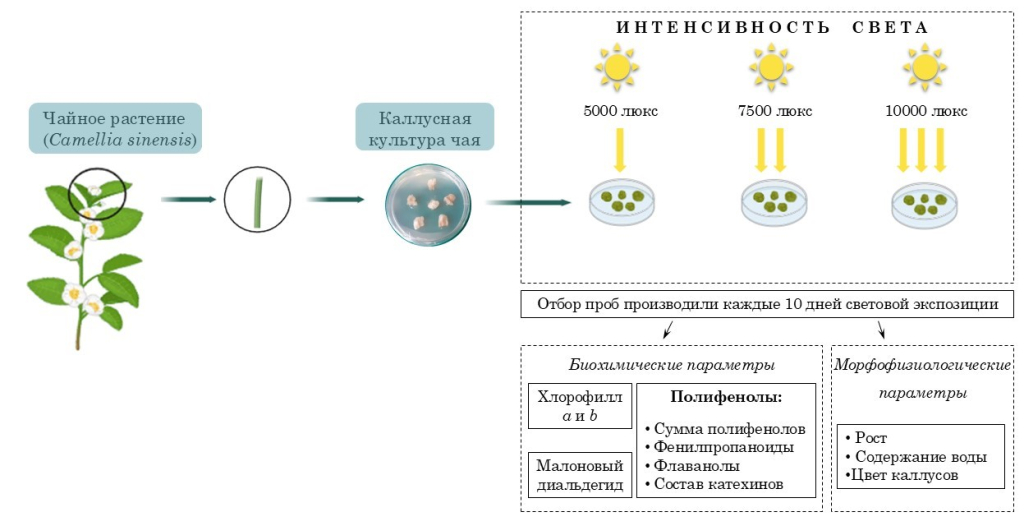 Схема получения каллусных культур и основные этапы проведения эксперимента