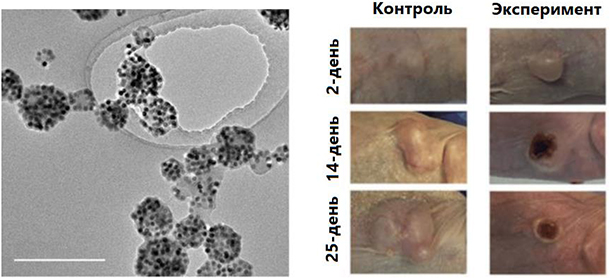 ПЭМ-изображение полимерных мицелл, загруженных апконвертирующими наночастицами, и регрессия опухоли Sk-Br-3 у мышей при фотоактивации мицелл с кватро функциональностью