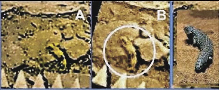 Исследователи разглядели на снимках примерно 15-сантиметровое существо, похожее на земную австралийскую ящерицу (справа). Анимация из шести имеющихся изображений «ящерки», сделанных с интервалом в 13 минут, показывает, что та поворачивает «голову»