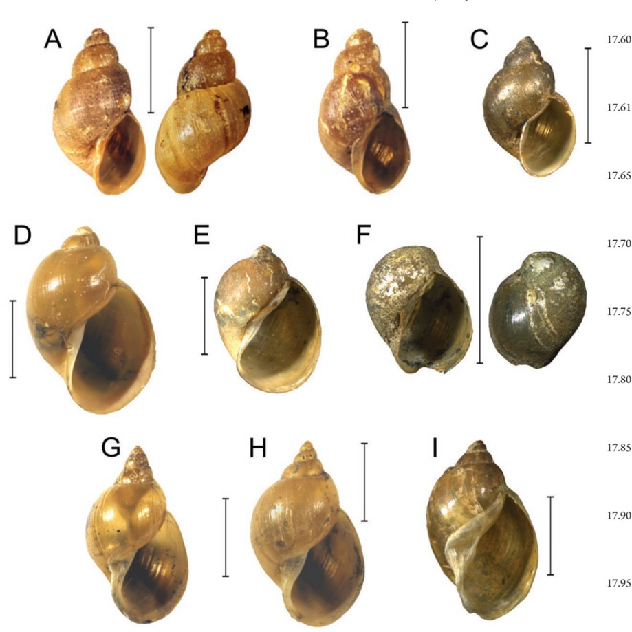 Раковины новых видов прудовиков: А, B и С — Galba pacifica; D, E и F — Kamtschaticana nipponica; G, H и I — Orientogalba hokkaidoensis