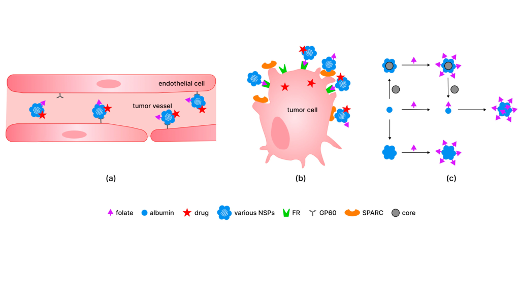  Фолиевая кислота усиливает медицинскую эффективность наноматериалов