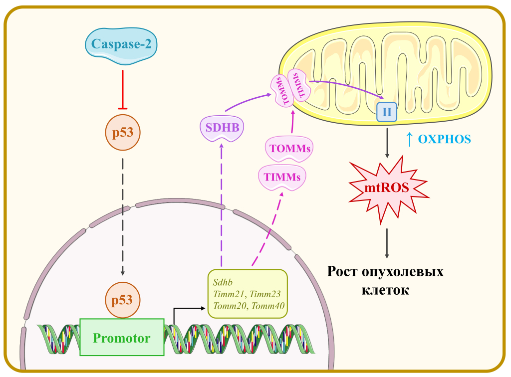 Схема противоопухолевого эффекта каспазы-2