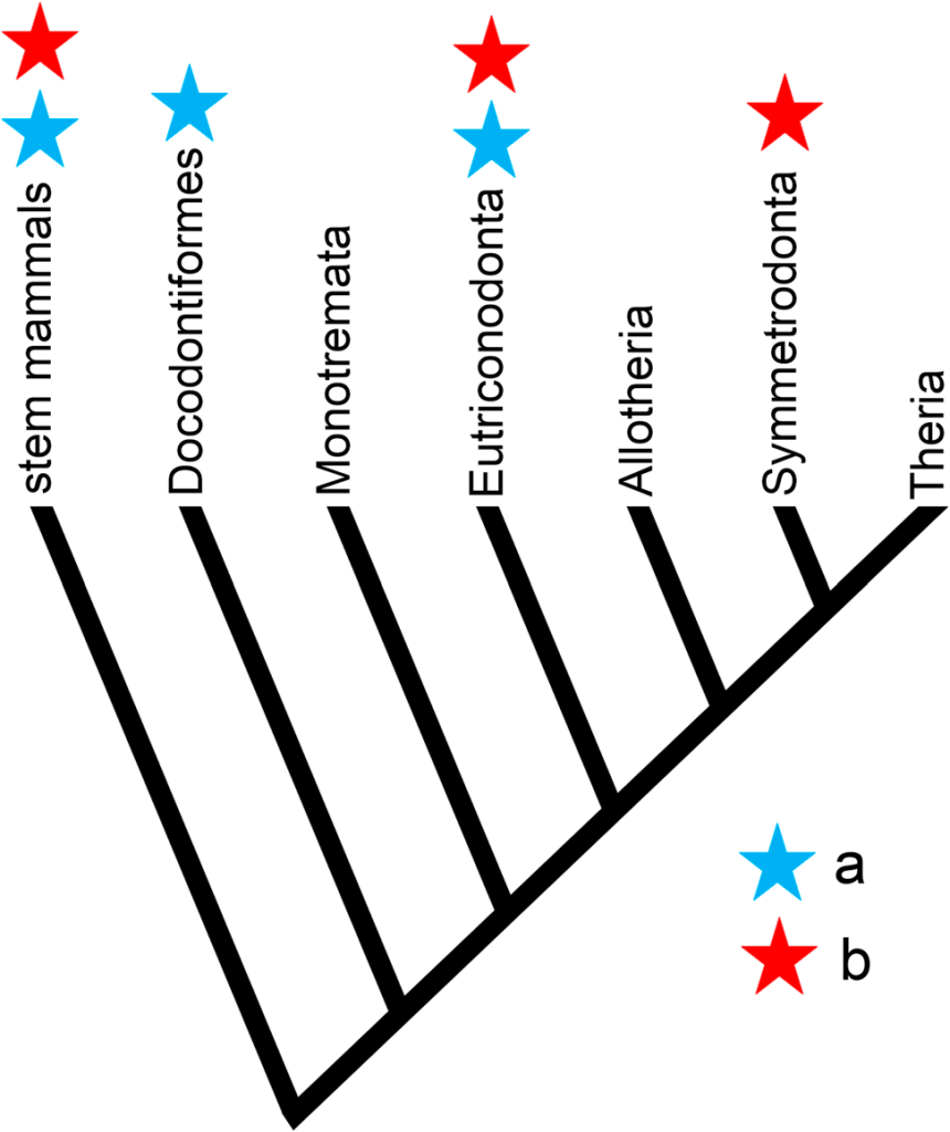 Сохранение бороздки зубной пластинки или ямок зубной пластинки (a) и замещающих моляров (b) в разных группах млекопитающих. Обозначены морганукодонты (stem mammals), докодонты (Docodontiformes), однопроходные (Monotremata), эутриконодонты (Eutriconodonta), мультитуберкуляты (Allotheria), симметродонты (Symmetrodonta) и териевые (Theria)