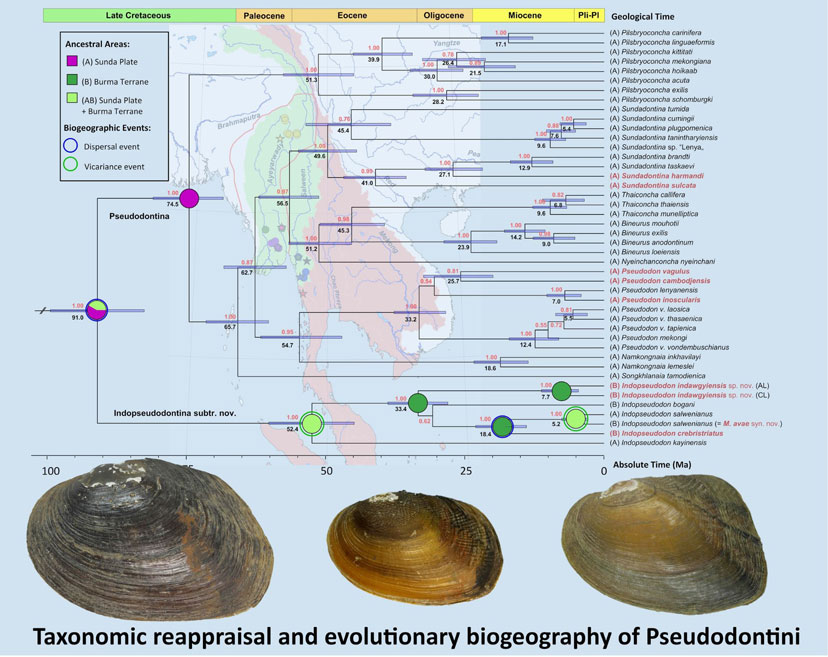 Схема эволюции и ареал моллюсков группы Pseudodontini