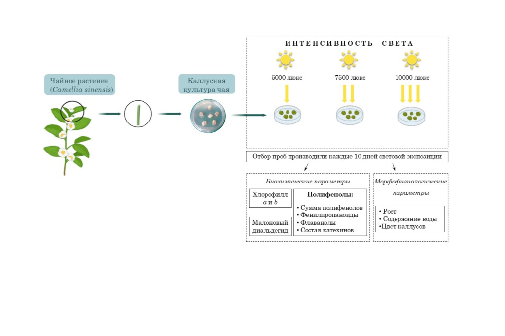Яркий свет заставил клетки чайного растения синтезировать много антиоксидантов