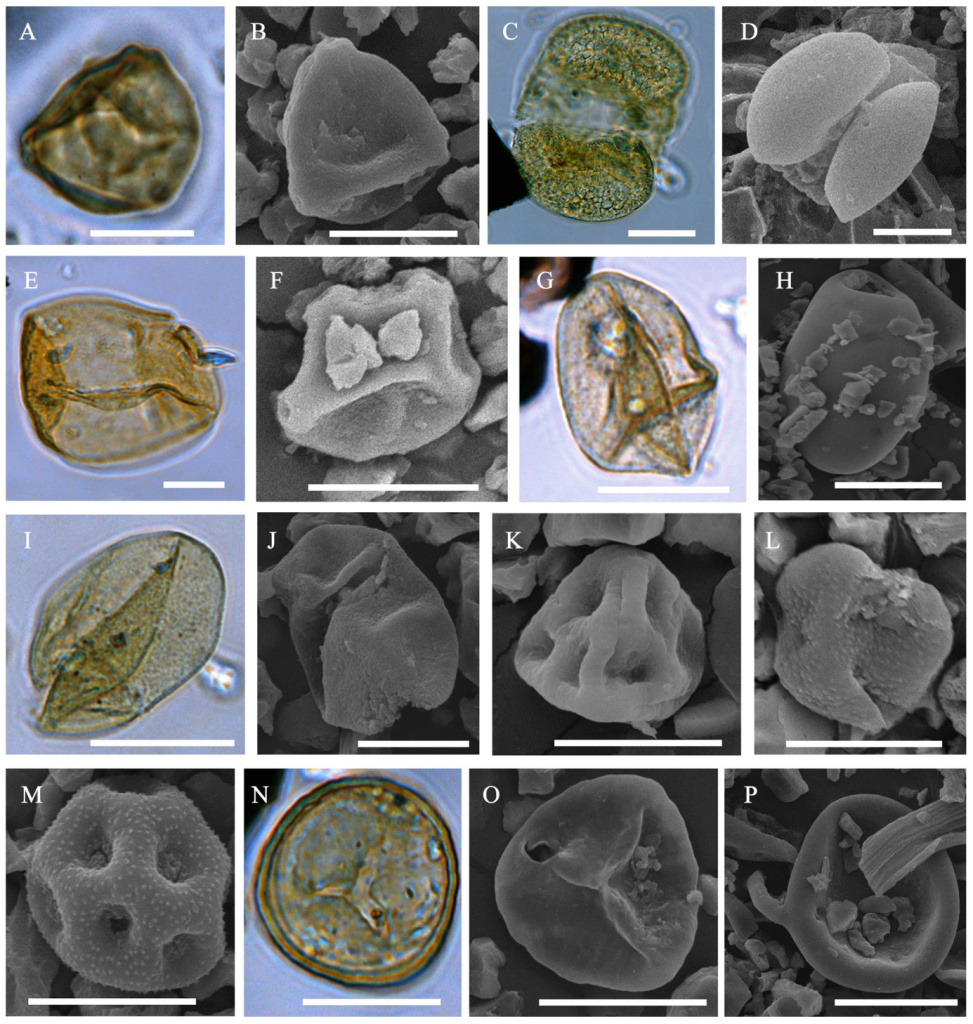 Микрофитофоссилии из отложений с места находки мумии детёныша гомотерия (Homotherium latidens): A, B — Betula sect. Nanae; C, D — Pinus s/g Haploxylon; E — Larix; F — Alnus; G, H — Poaceae; I, J — Cyperaceae; K — Ericaceae; L — Asteraceae; M — Caryophyllaceae; N, O — Sphagnum; P — Glomus; Россия, Якутия, р. Бадяриха; верхний плейстоцен. Масштабная линейка 20 мкм