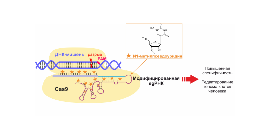 Влияние N1-метилпсевдоуридина в качестве модификации направляющей РНК на работу системы геномного редактирования