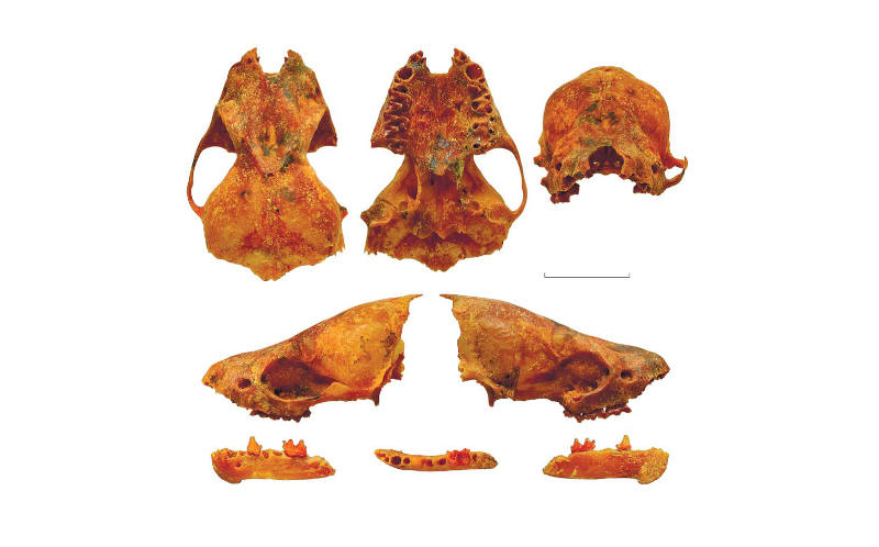 Кожанок-варяг из плейстоцена Тавриды