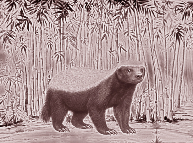  Находка ископаемого медоеда в среднем плейстоцене Вьетнама стала первой в этом регионе