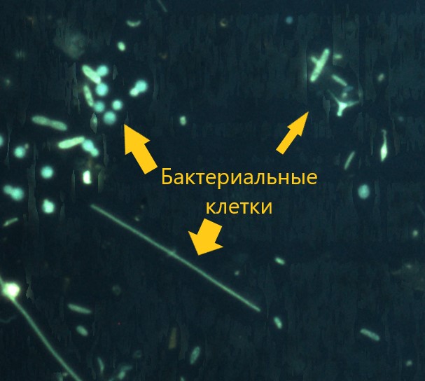  Водные микроорганизмы меняют видовую структуру зоопланктонных сообществ