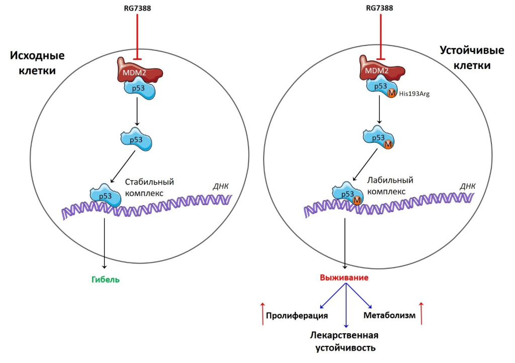 Различия между исходными и устойчивыми к действию ингибитора белка MDM2 опухолевыми клетками
