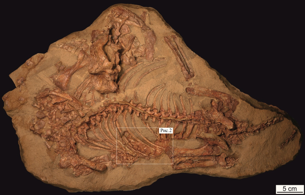 Cкелет Viatkosuchus sumini Tatarinov, 1995 с остатками Emeroleter levis Ivachnenko, 1997 внутри; Россия, Кировская область, Котельнич; верхняя пермь