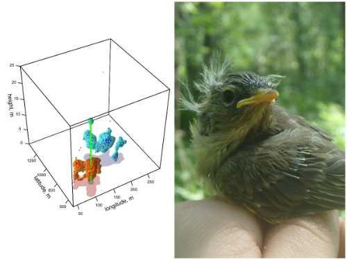 Слева: 3D-модели территорий певчих птиц по данным карельских орнитологов. Справа: птенец пеночки-веснички. Иллюстрация и фото из архива Марии Матанцевой.