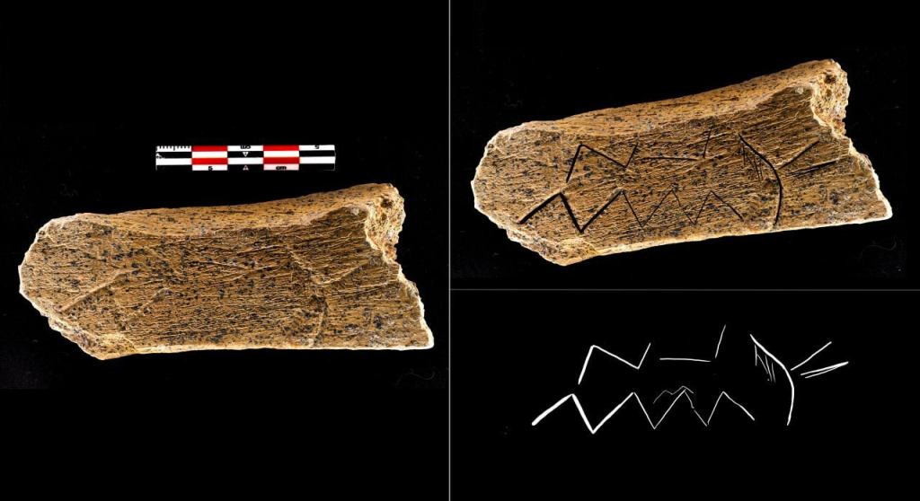 Под Брянском нашли кость с неандертальским орнаментом возрастом около 80 тысяч лет