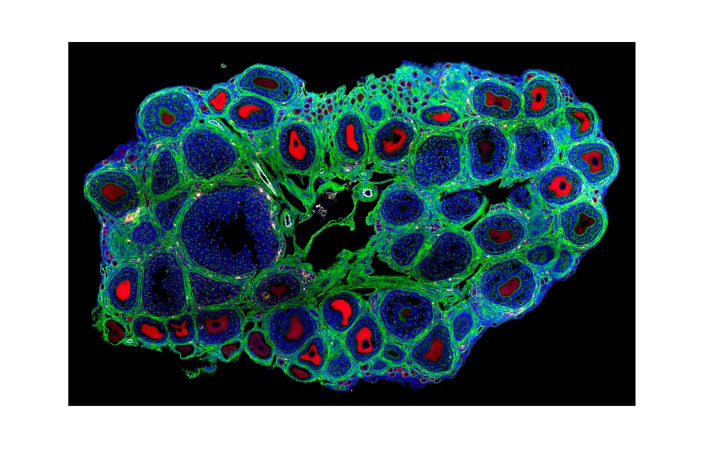Исследован молекулярный механизм воздействия антидепрессанта флуоксетина на репродуктивную систему мышей