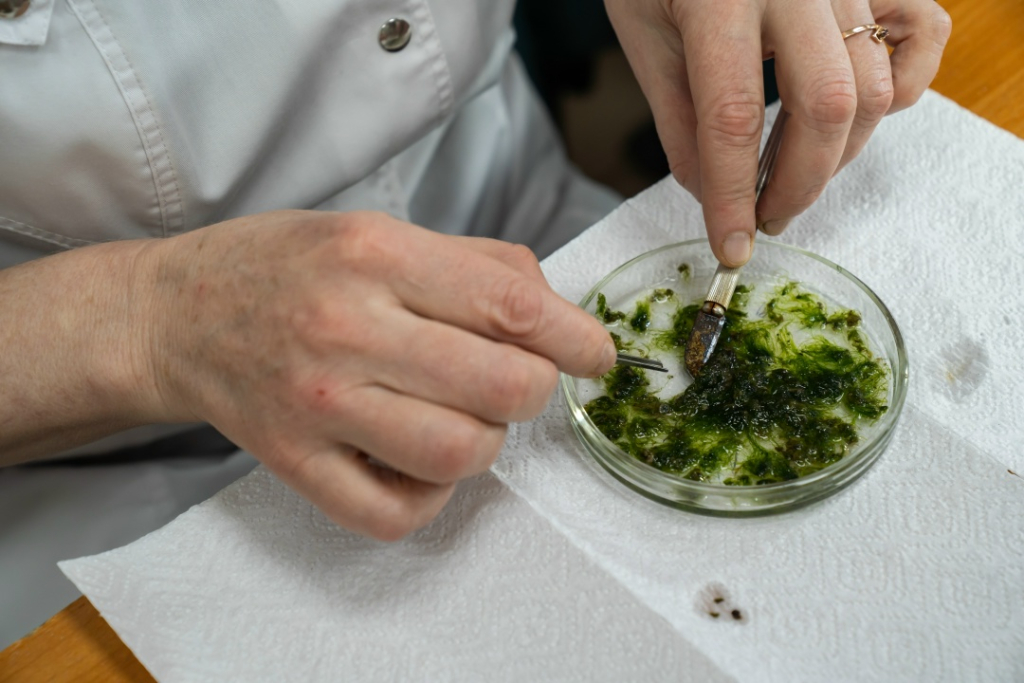 Водоросли помогли разработать новый индикатор мазутного загрязнения Чёрного моря