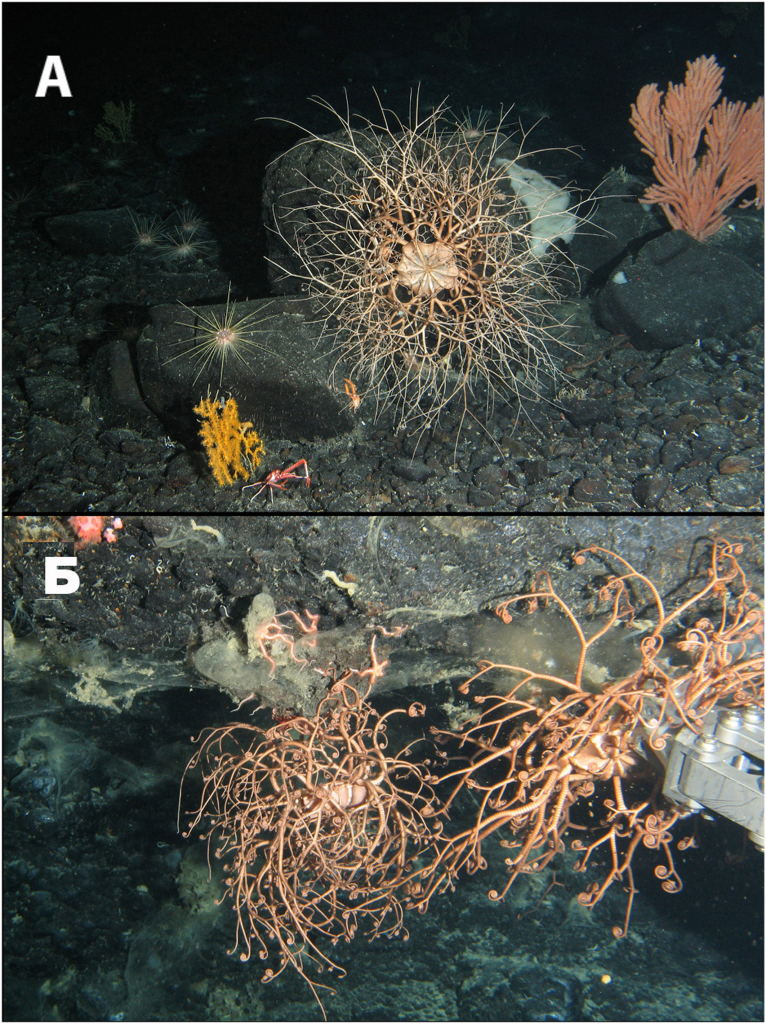 Фото 1. Офиуры семейства. Gorgonocephalidae, обнаруженные на Императорской цепи подводных гор. (A) Gorgonocephalus sp. на вулканической породе (LV94-5, Киммеи, глубина 850 м). (Б) Gorgonocephalus eucnemis на вулканической породе (LV94-11, гайот Коко, глубина 1410 м)